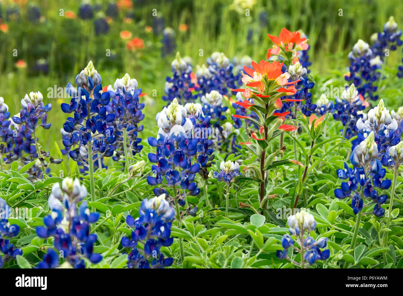 Red Indian Paintbrush in a field of Texas bluebonnets Stock Photo