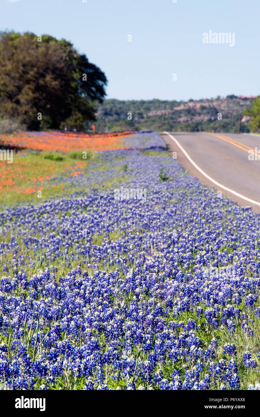 Texas bluebonnets and Indian Paintbrush line a Texas highway with trees and the horizon in the foreground. Stock Photo