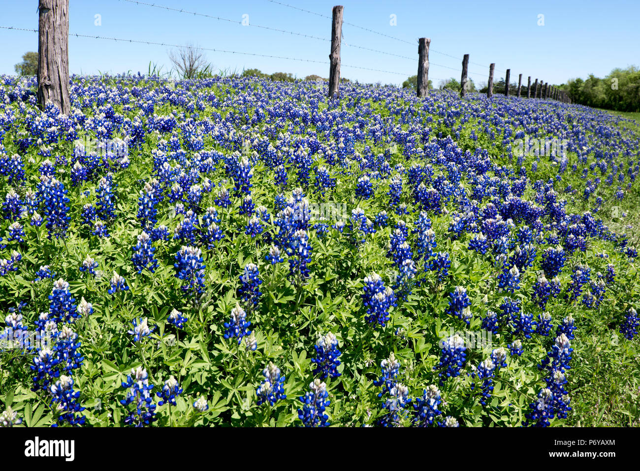 A barbed wire fence bisects a field full of Texas bluebonnets and a blue sky background. Stock Photo