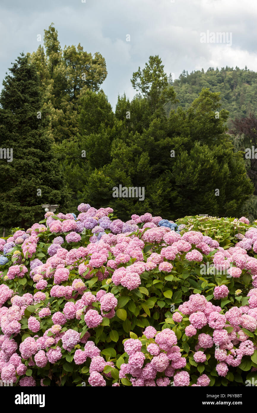 colorful blooming hydrangea background Stock Photo - Alamy