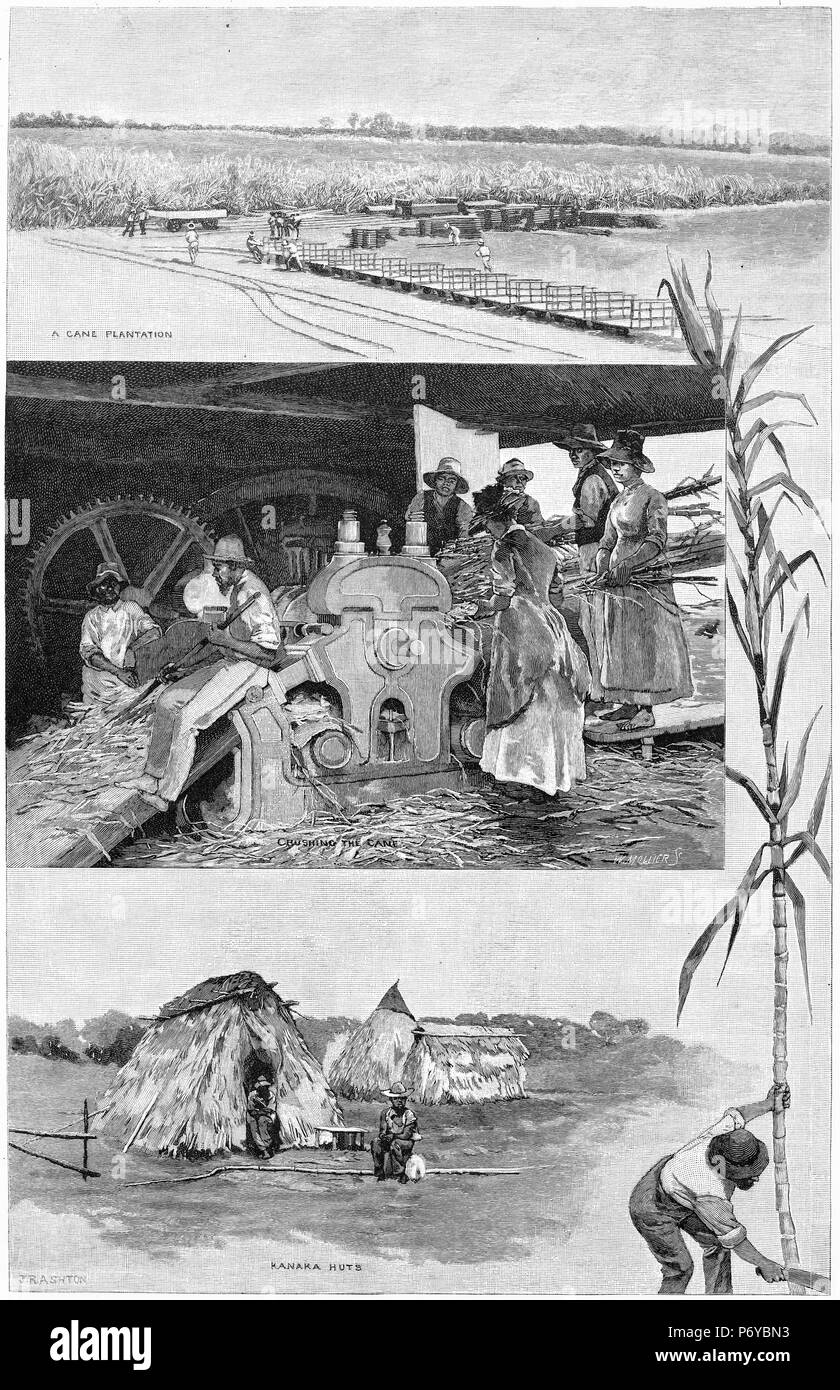 Engravied montage of the sugar industry near Mackay, Queensland, Australia. From top, harvesting and transporting cane, crushing cane, huts for kanaka slaves. From the Picturesque Atlas of Australasia Vol 2, 1886 Stock Photo