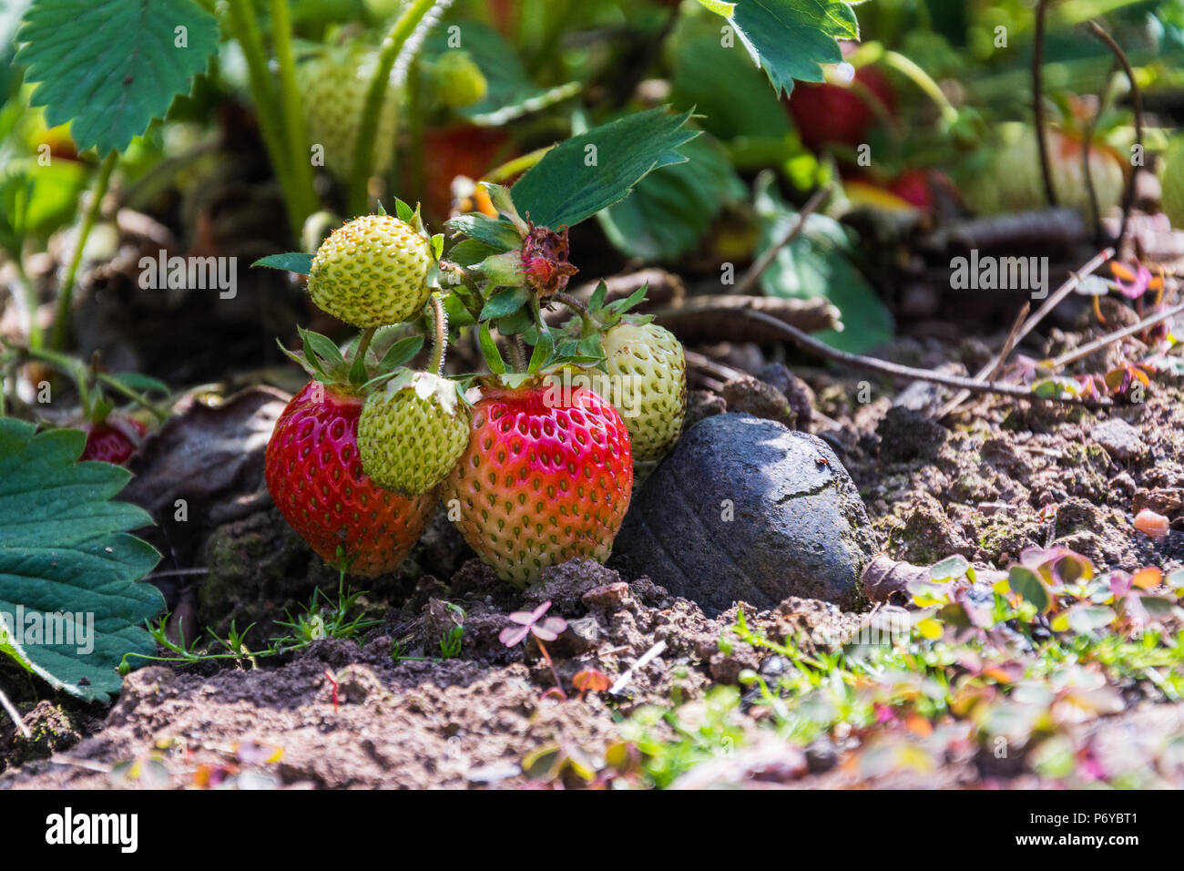 Half ripened strawberry hi-res stock photography and images - Alamy
