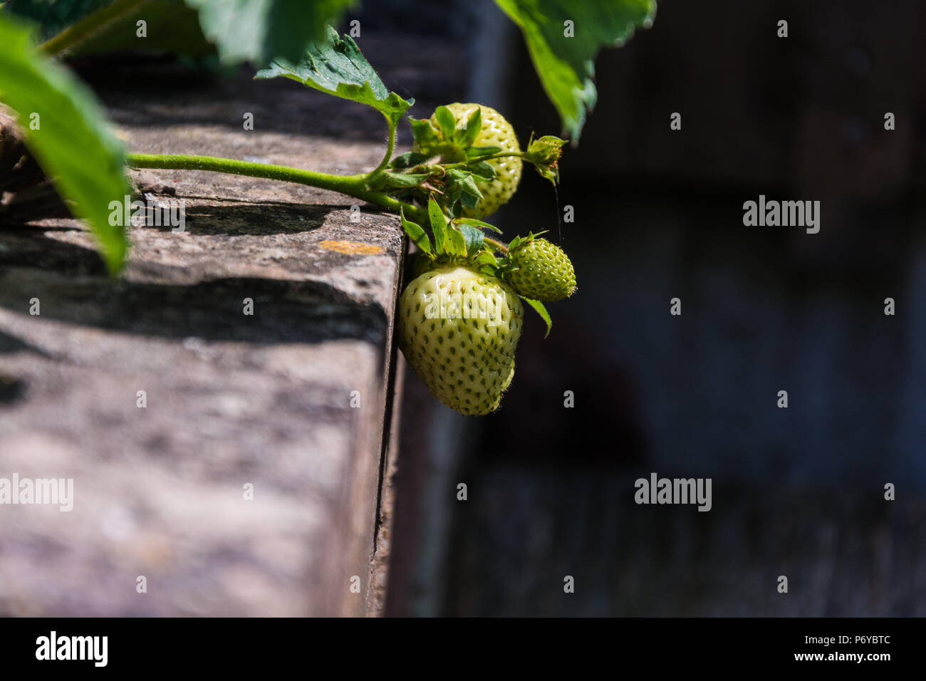 Unripe strawberry fruit hi-res stock photography and images - Alamy