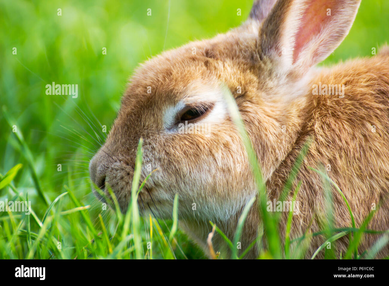 Rabbit, Rabbit on the lawn Rabbit on the green grass / Cottontail bunny