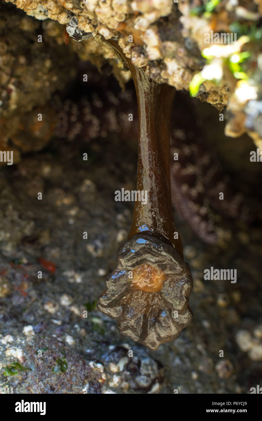 brown hanging anemone in a low tide Stock Photo