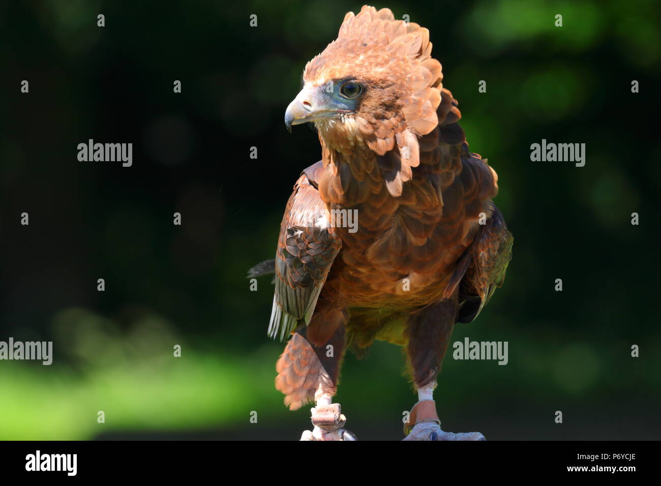 A Bachelor Eagle at Paradise Park in Hayle, Cornwall on display at one of their Eagle shows. Stock Photo