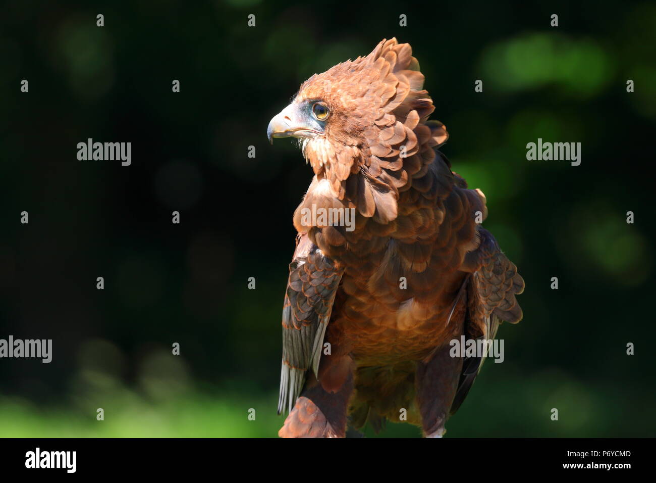 A Bachelor Eagle at Paradise Park in Hayle, Cornwall on display at one of their Eagle shows. Stock Photo