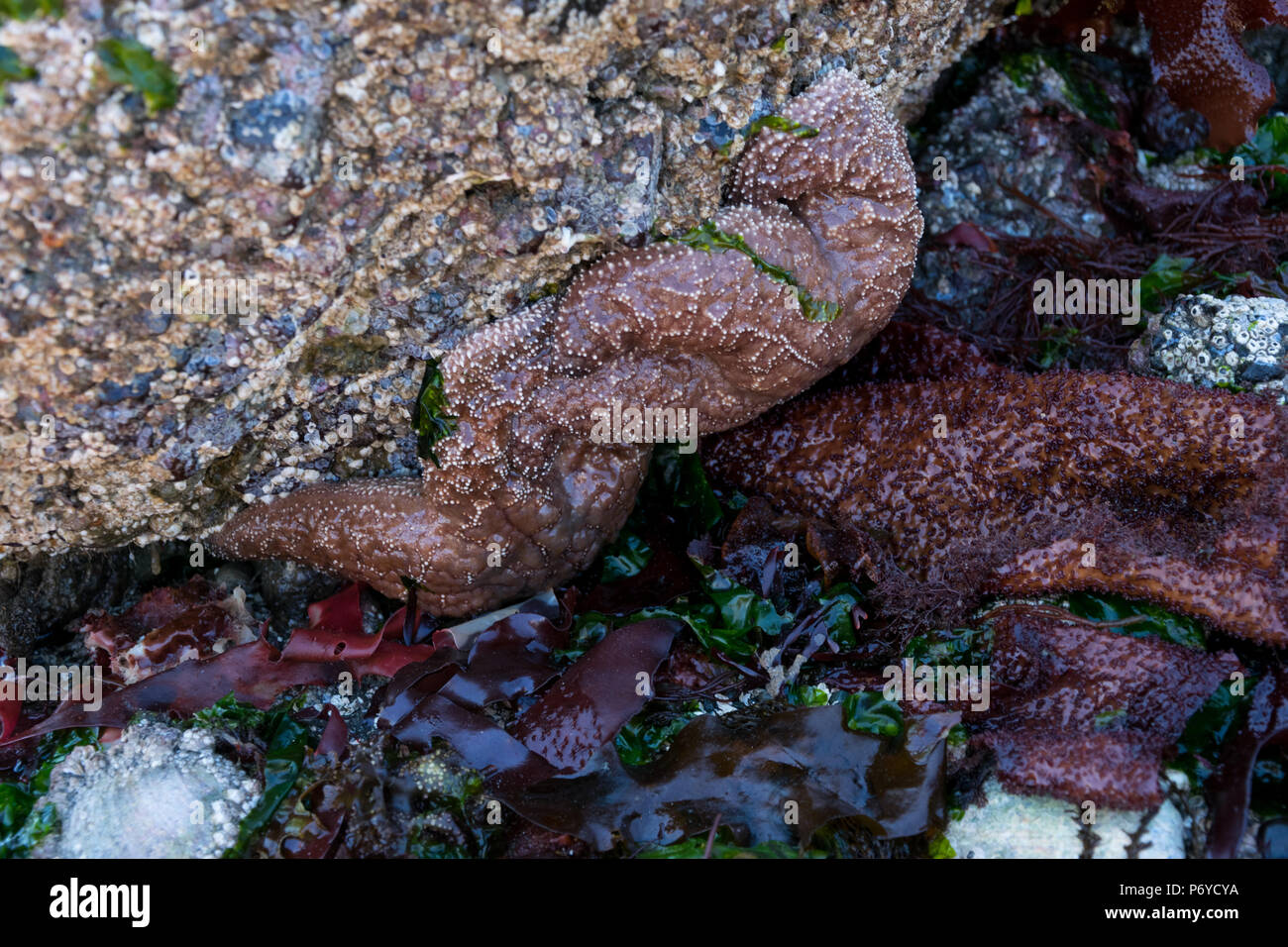 brown starfish on a rock surrounded by seaweed Stock Photo