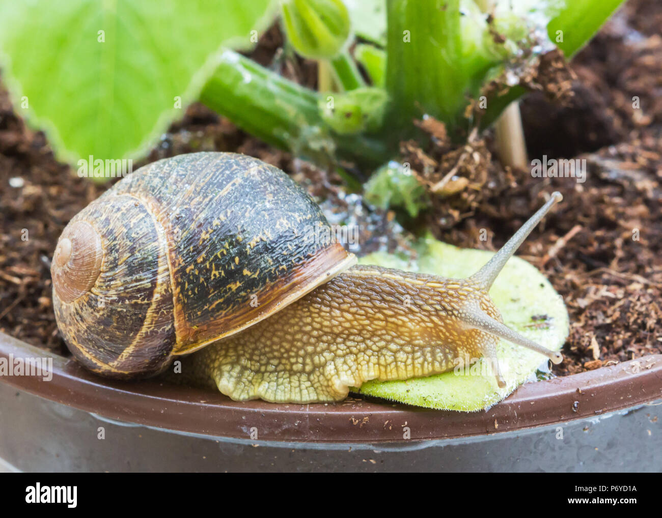 Snail crawling on plant pot / Snail in the garden background / Snail