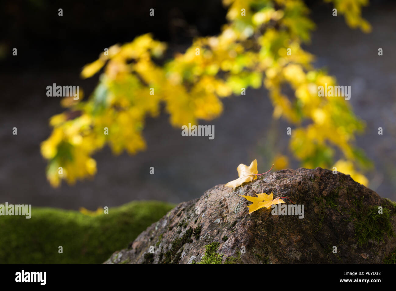 Two yellow maple leaves on gray rock in front of branch of vibrant yellow maple leaves Stock Photo