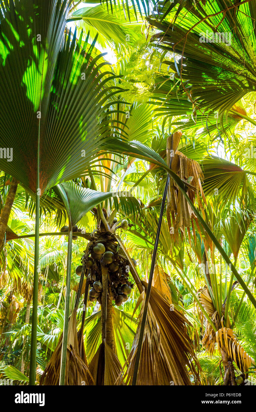 Coco de Mer palms, Vallei de Mai, Praslin Island, Seychelles Stock Photo Alamy