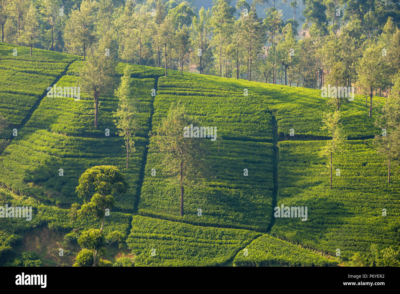 Sri Lanka, Hatton, Castlereagh Lake, Tea Estate Stock Photo Alamy