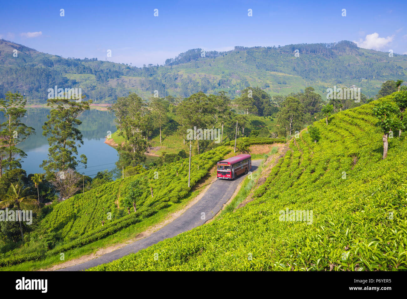 Sri Lanka, Hatton, View of tea estate and Castlereagh Lake Stock Photo Alamy