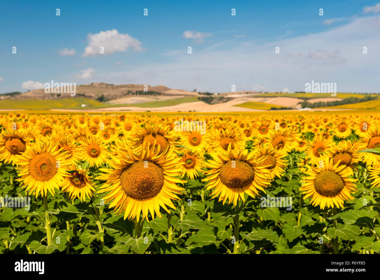 Spain, Andalusia, Seville. Sunflower fields outside of Seville Stock