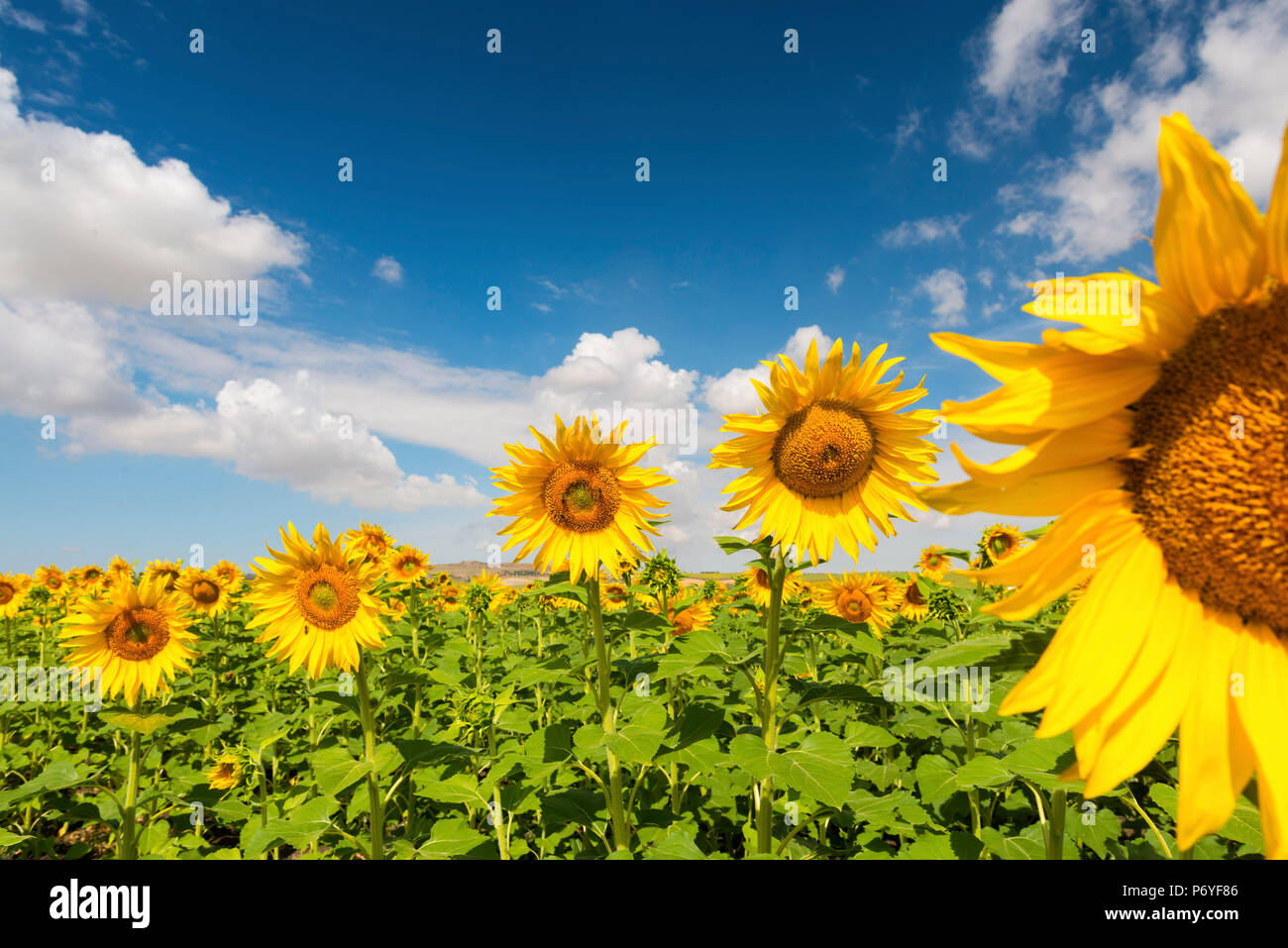 Spain, Andalusia, Seville. Sunflower fields outside of Seville Stock Photo