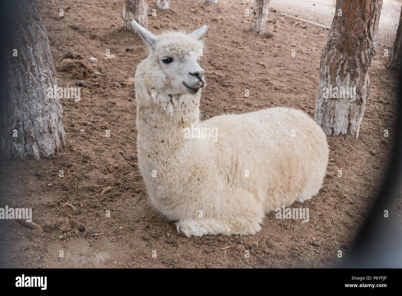 A small white lama relaxes lying on the ground Stock Photo