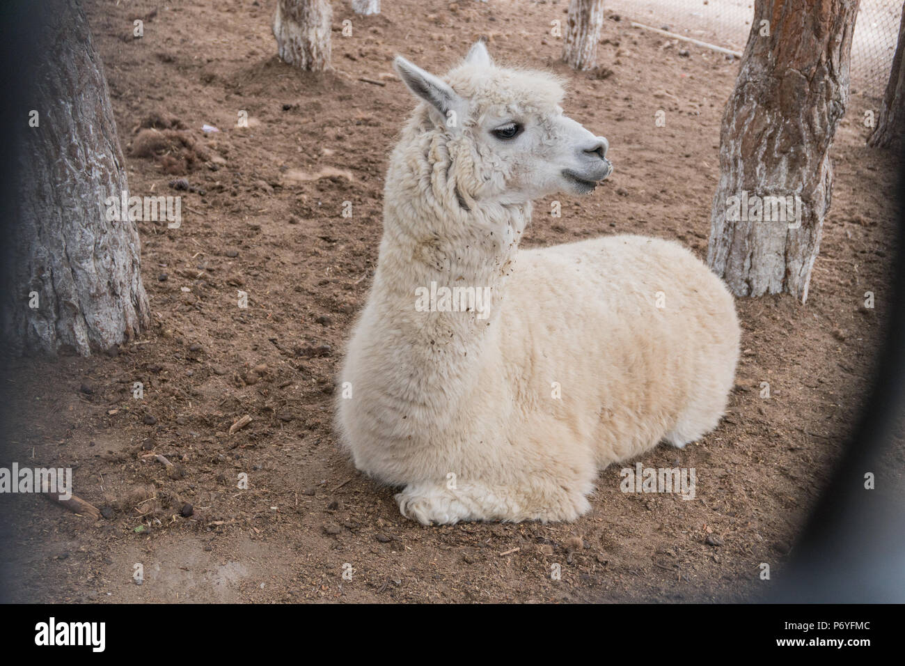 A small white lama relaxes lying on the ground Stock Photo