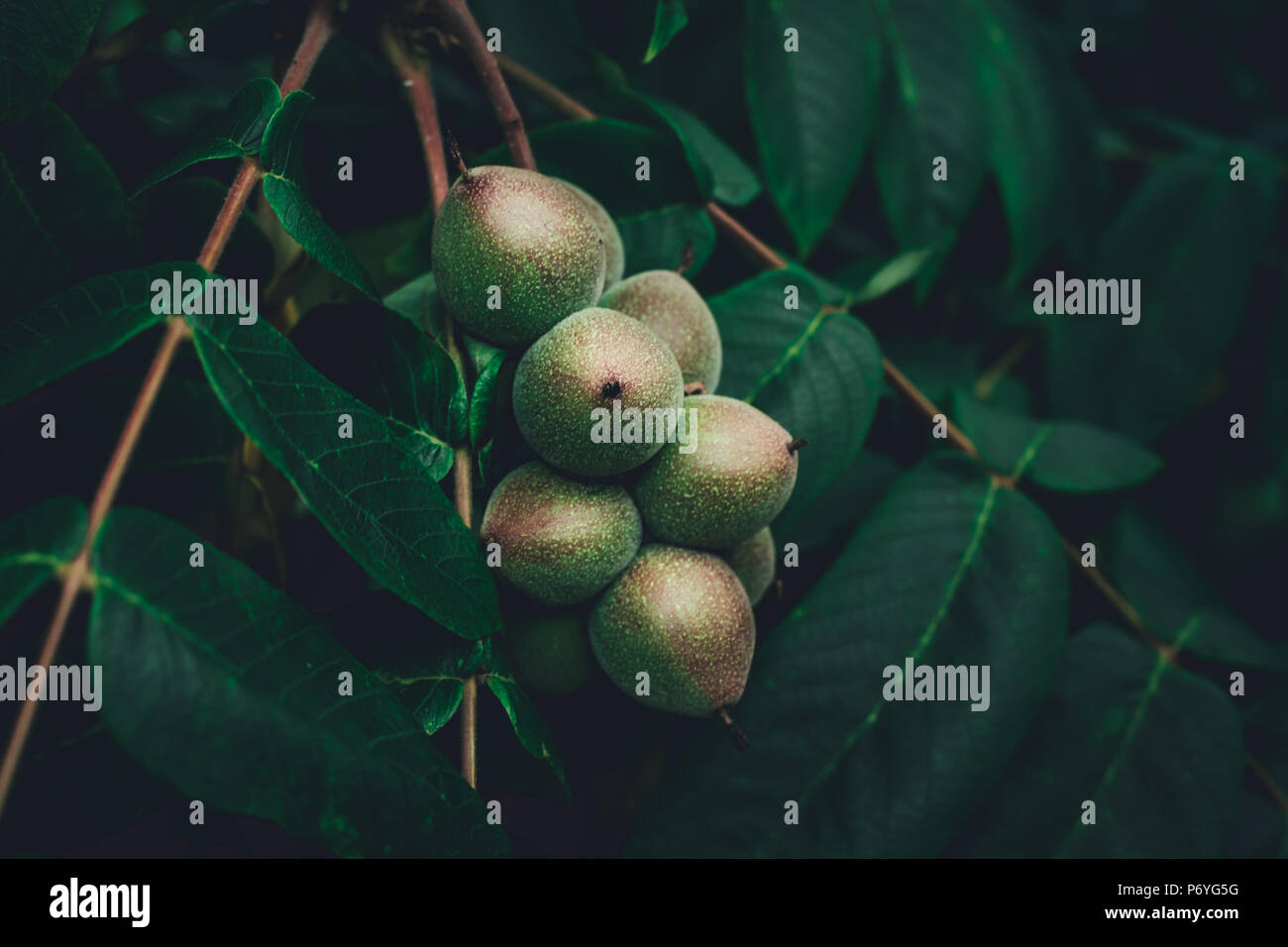 Green plant branches with round fruits Stock Photo