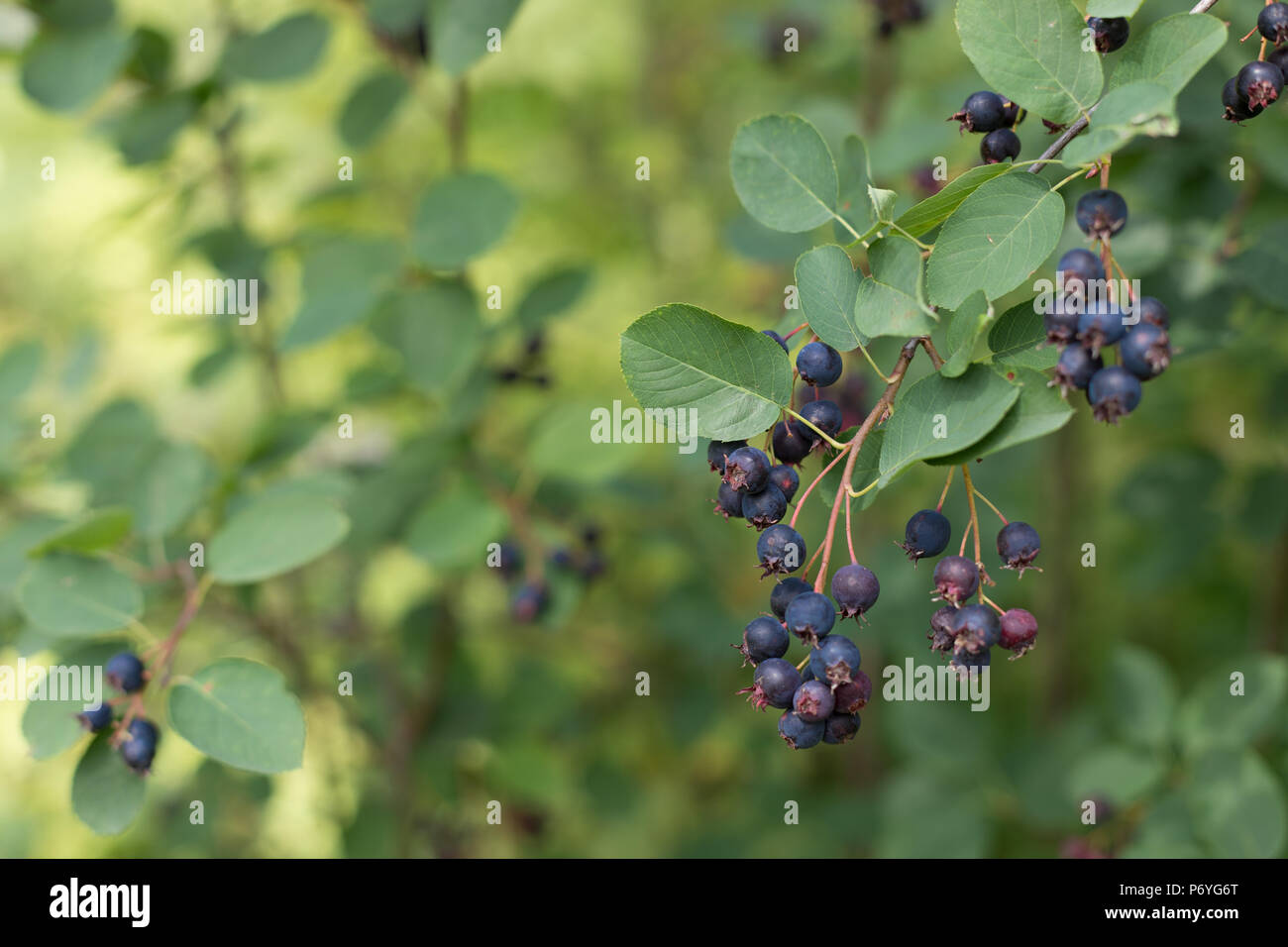 Blue berries green leaves hi-res stock photography and images - Alamy