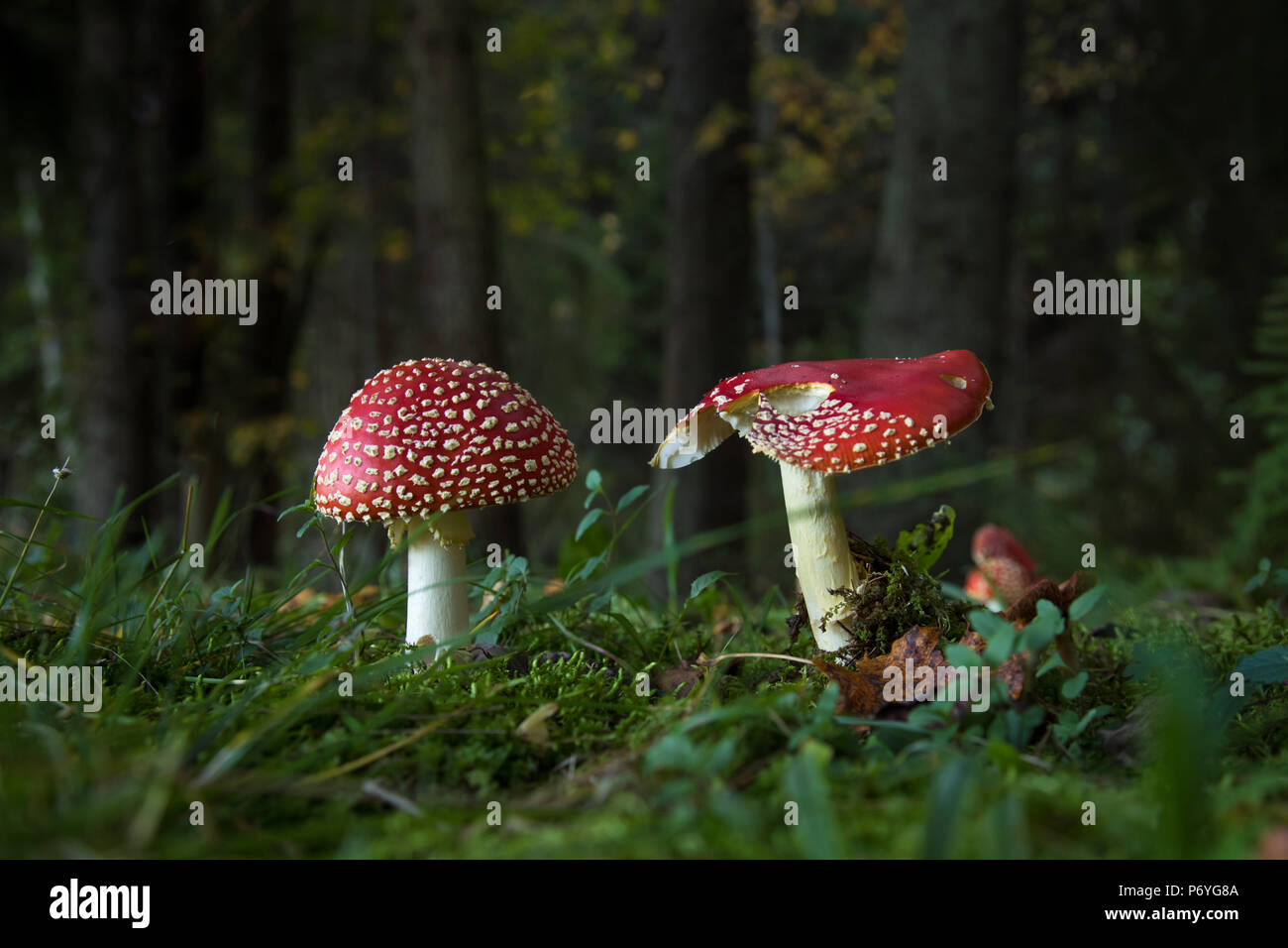 Two fly agaric mushrooms on green forest floor, one of them has been partially eaten, Finland, Scandinavia Stock Photo