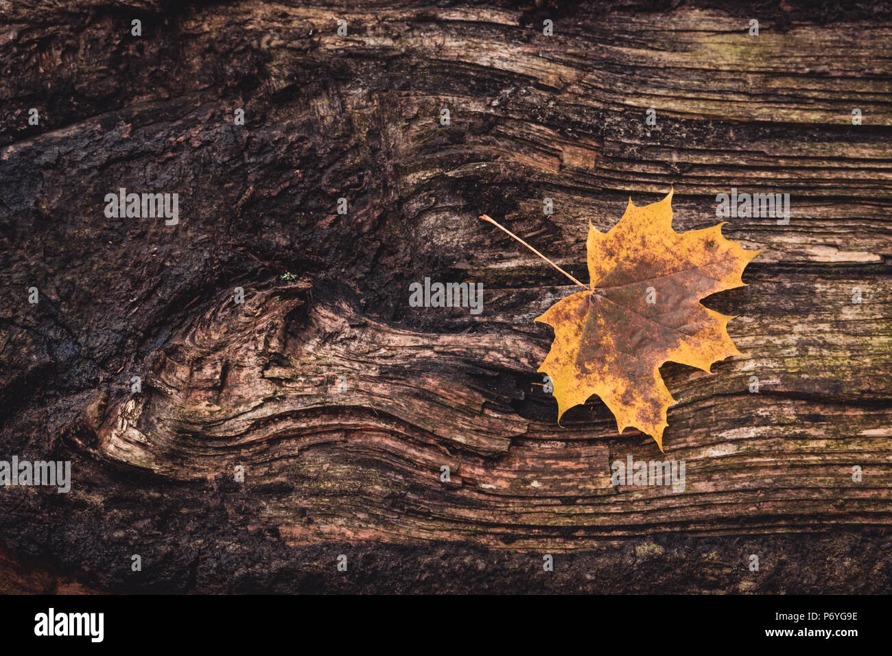 Maple leaf on tree trunk Stock Photo