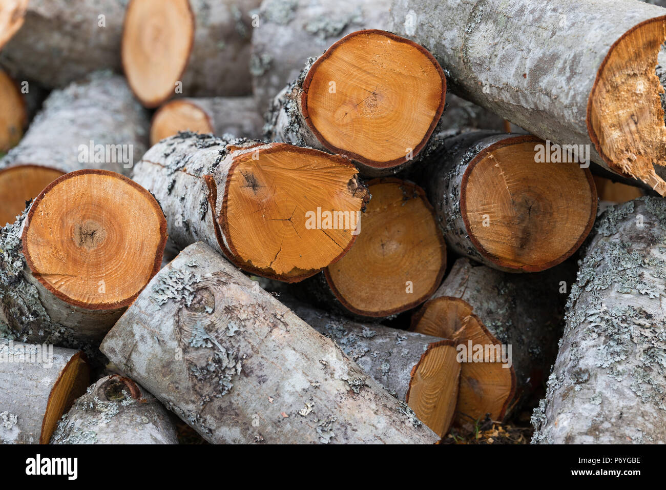 Messy pile of fresh cut aspen logs Stock Photo Alamy