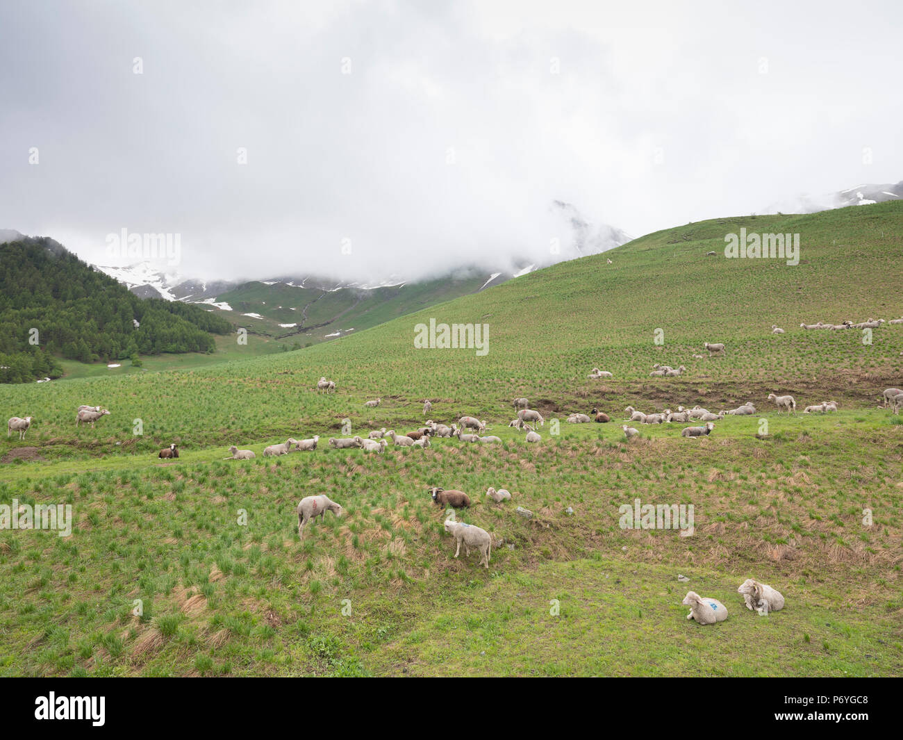 flock of sheep on mountain meadow in france Stock Photo - Alamy