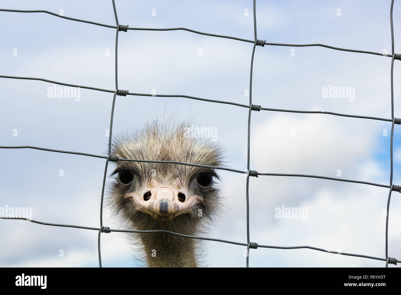 Lonesome ostrich looking firmly towards behind metallic string fence Stock Photo