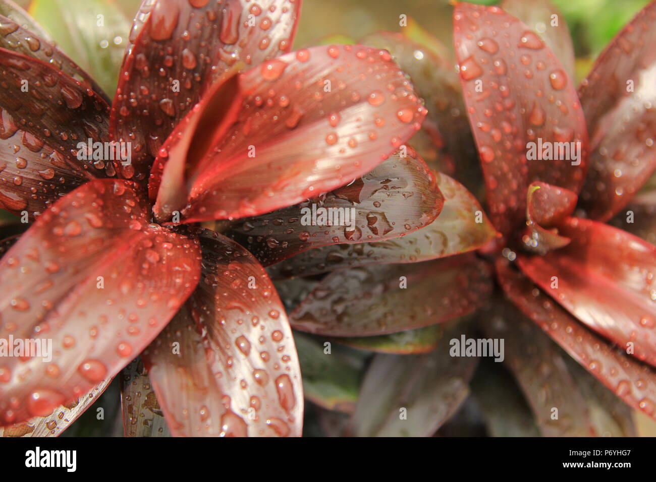 Morning dew on red flower Stock Photo