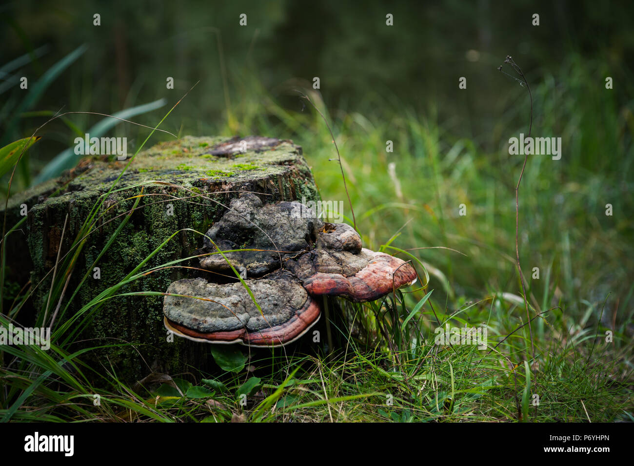 Decayed wood stump with two large polypores attached on it in green grass Stock Photo