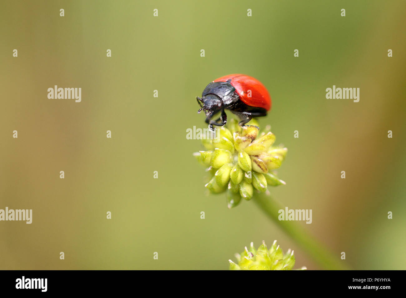Red and black insect from a portuguese meadow Stock Photo