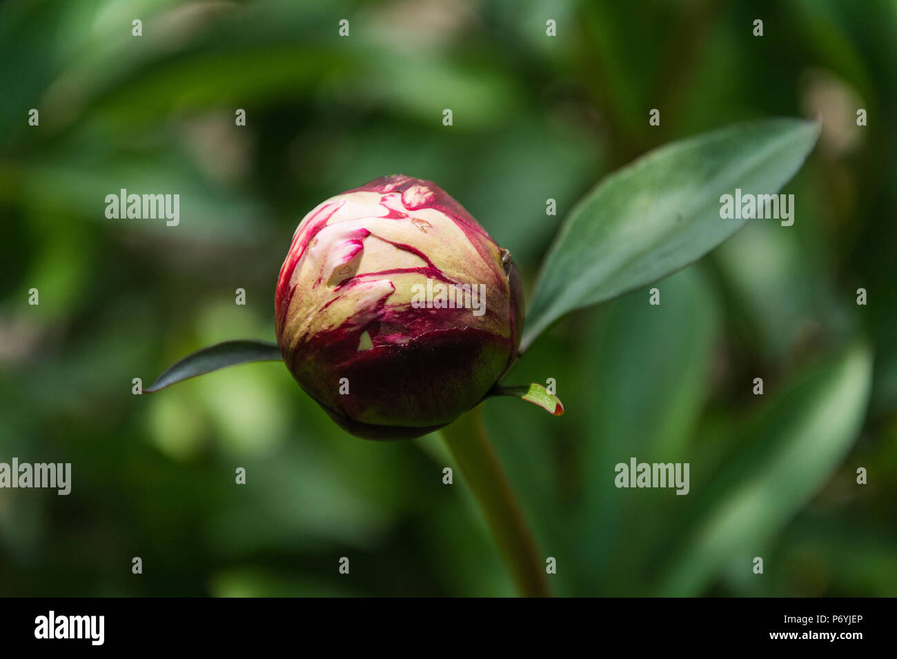 A tight peony (paeony, paeonia, paeoniaceae) bud against a natural green background. Stock Photo