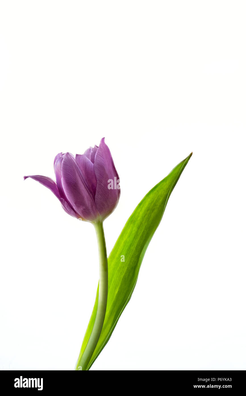 Purple Tulip photographed against a white background Stock Photo