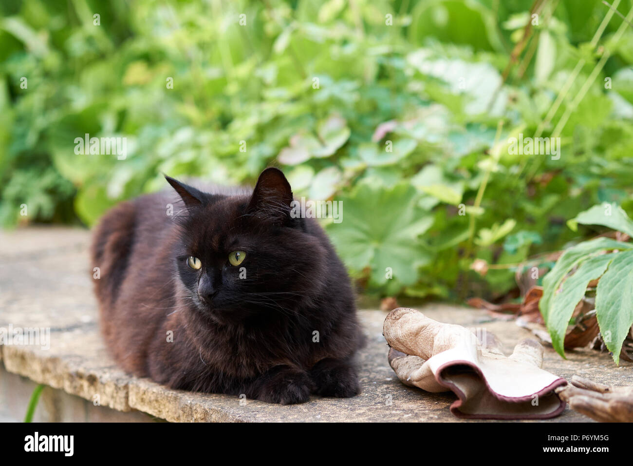 A dark brown cat relaxing in the shade next to gardening gloves on top of a wall in an English Country Garden during the summer, UK. Stock Photo
