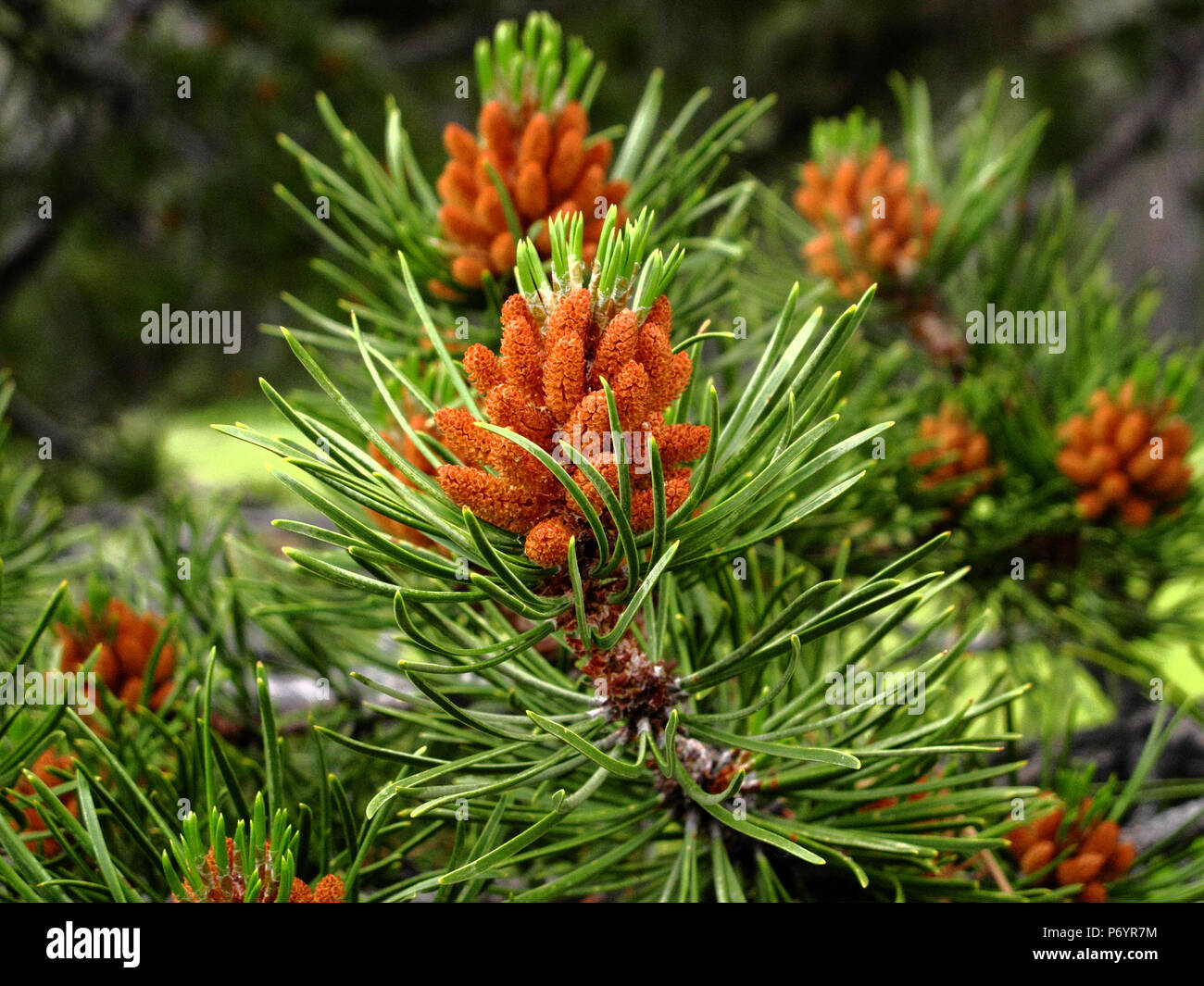 New Growing Pine Cones of the Lodgepole Pine Tree in the Uintah Range of the Western Rocky Mountains Stock Photo
