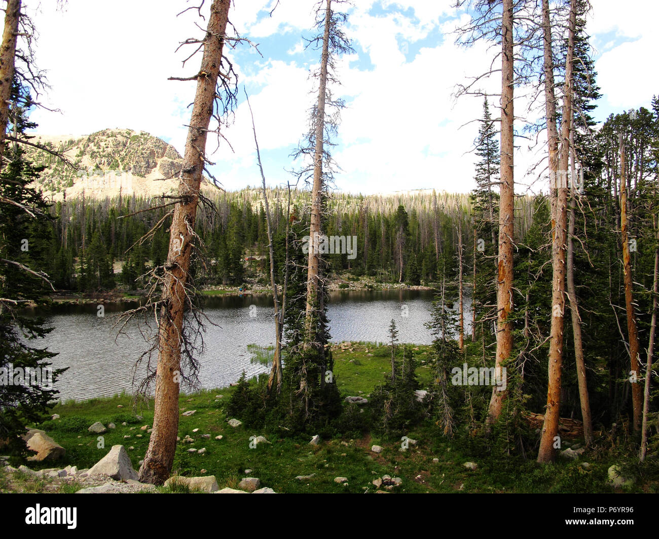 Lodgepole pine trees hi-res stock photography and images - Alamy