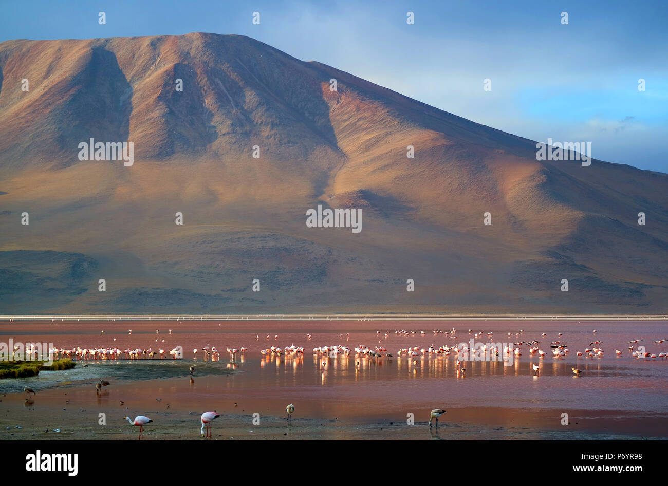 Laguna Colorada or Red Lagoon with uncountable flamingos, the salt lake on the altiplano plateau of Bolivia Stock Photo