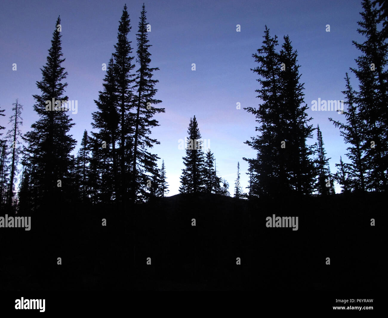 Pine Tree Silhouettes of the Dusky Evening in the Wasatch Mountains Stock Photo
