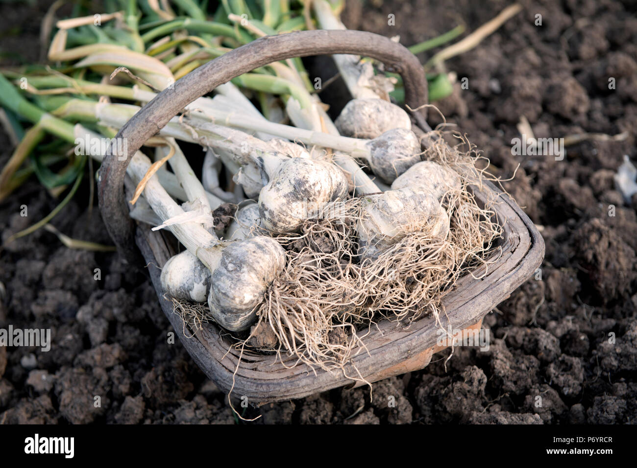 Freshly dug garlic bulbs in a trug Stock Photo