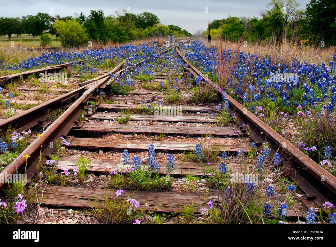 Bluebonnets at the crossroads. Abandoned railroad tracks with leading lines overtaken with Texas Wildflowers and Bluebonnets. Stock Photo