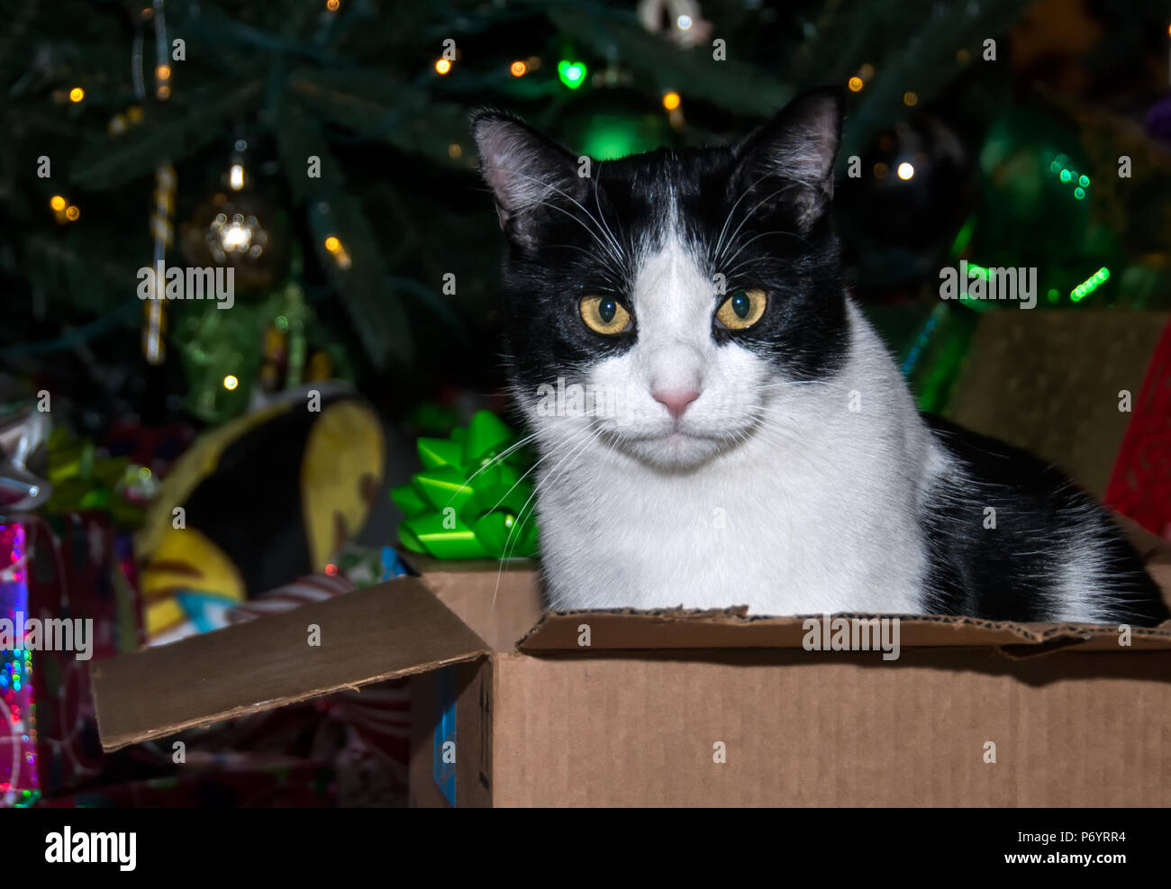 Black and white cat with gold eyes relaxing in a box at Christmas time. Stock Photo