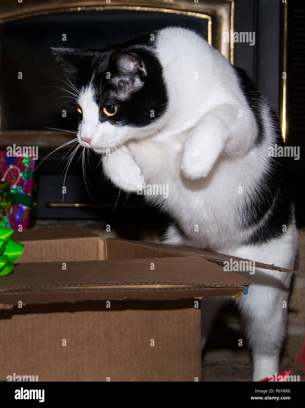 Black and white cat playing by jumping into an empty box at Christmas time. Stock Photo