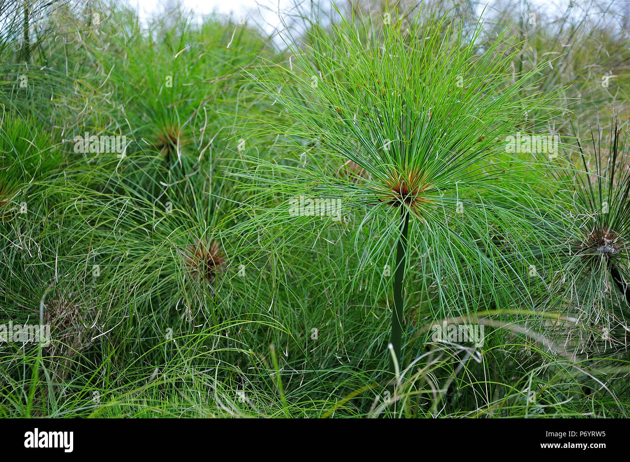 feather dusters of papyrus sedge plants growing at lake shore Stock Photo Alamy