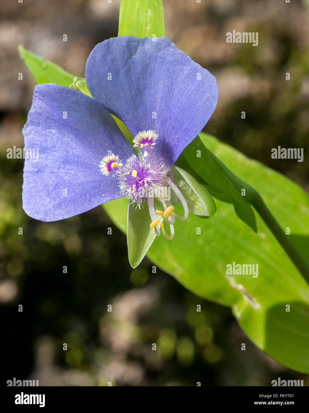 False Day Flower is a tiny wildflower smaller than dime seen in the early morning light. - Tinantia anomala Stock Photo