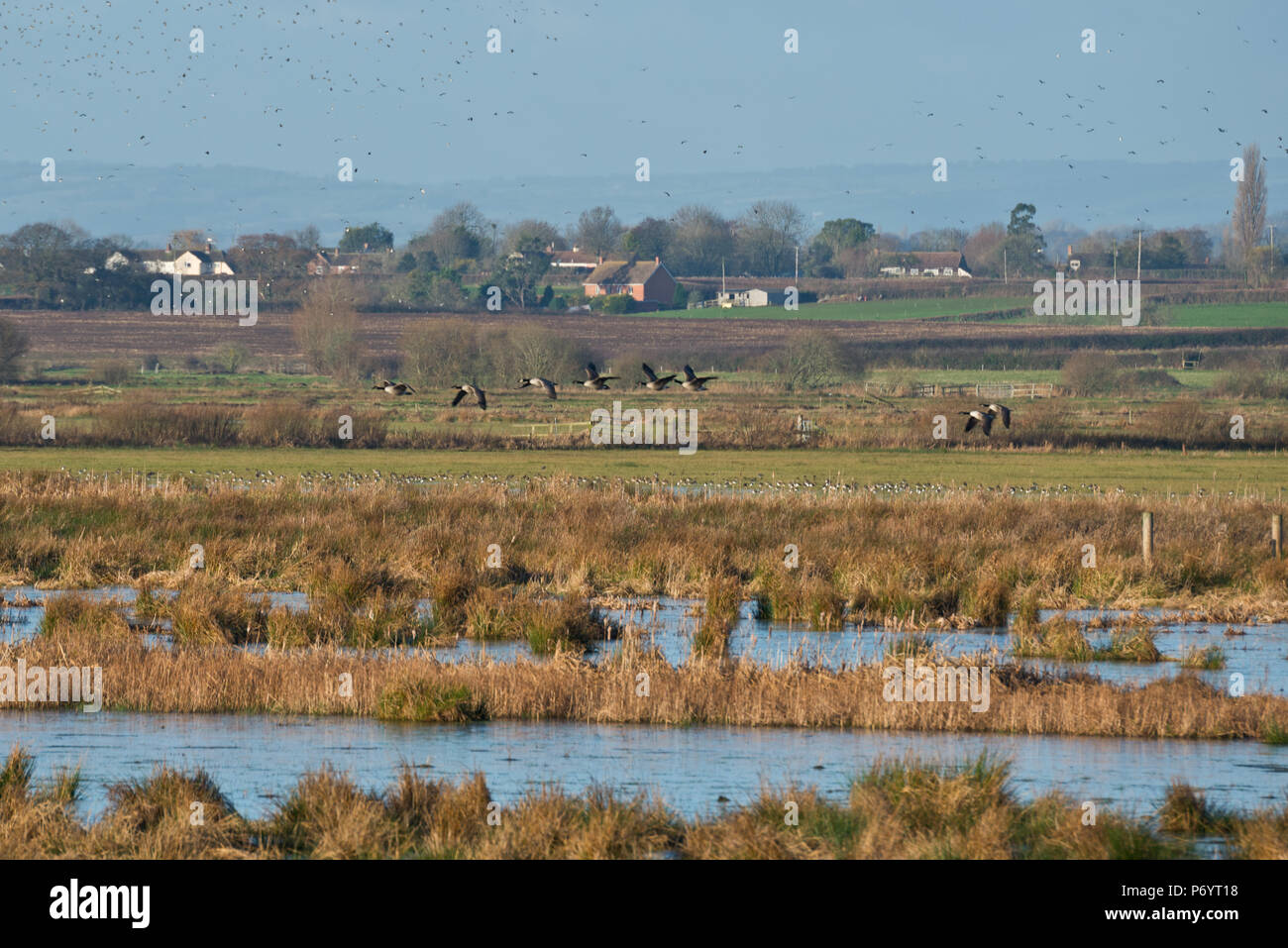 Flocks of waterfowl in flight and on the water at PSPB Nature Reserve at West Sedge Moor on the Somerset Levels during their Big Wetland Duck Watch Stock Photo