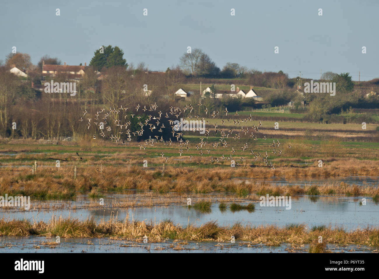 Flocks of waterfowl in flight and on the water at PSPB Nature Reserve at West Sedge Moor on the Somerset Levels during their Big Wetland Duck Watch Stock Photo