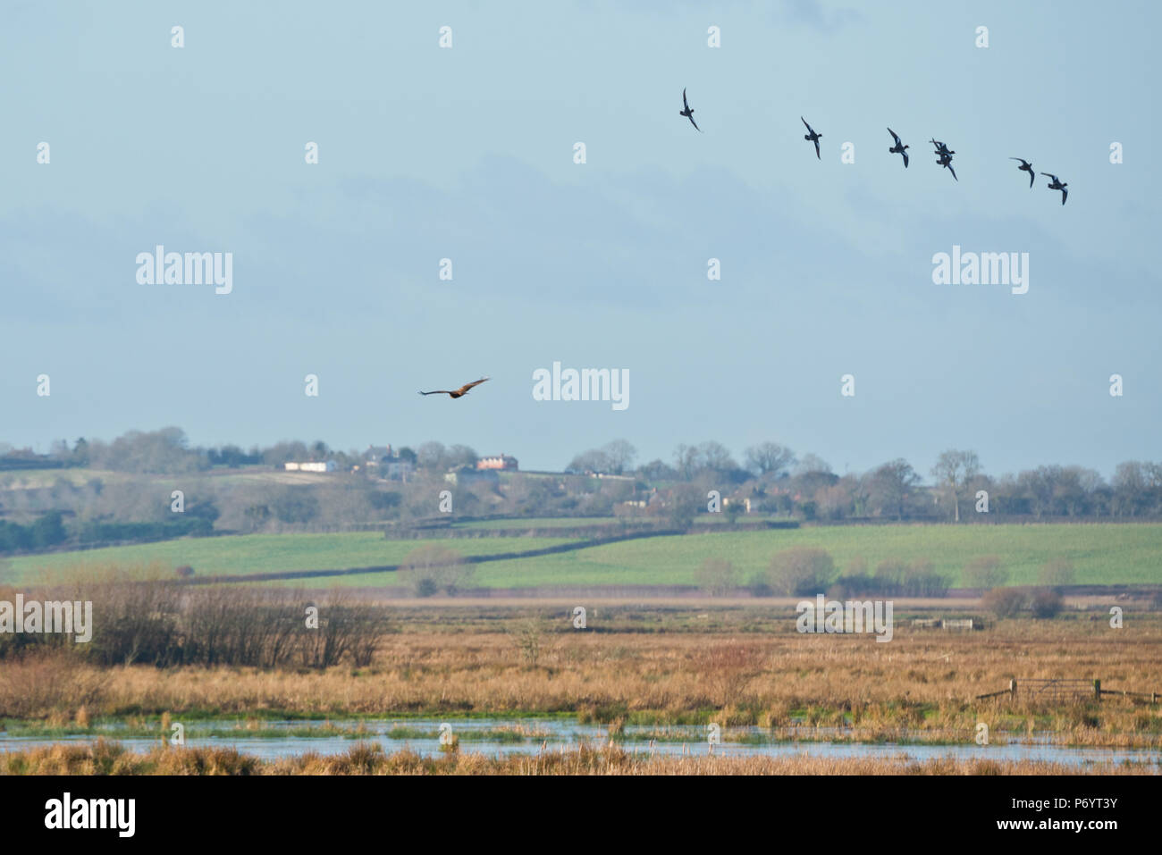 Birds in flight over PSPB Nature Reserve at West Sedge Moor on the Somerset Levels during their Big Wetland Duck Watch Stock Photo