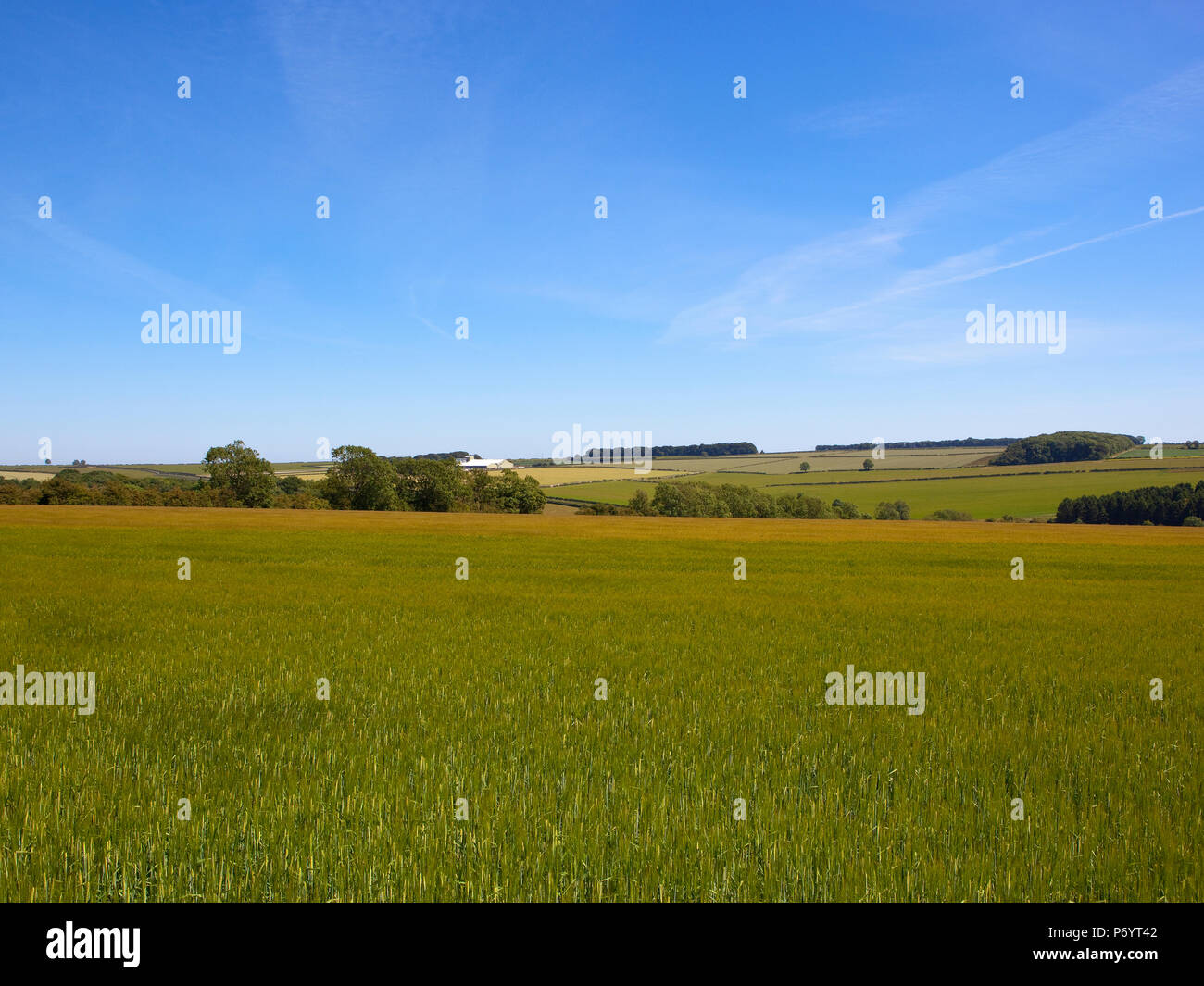 an undulating upland green barley crop near hedgerows in the Yorkshire Wolds near Warter under a blue sky in Summer Stock Photo
