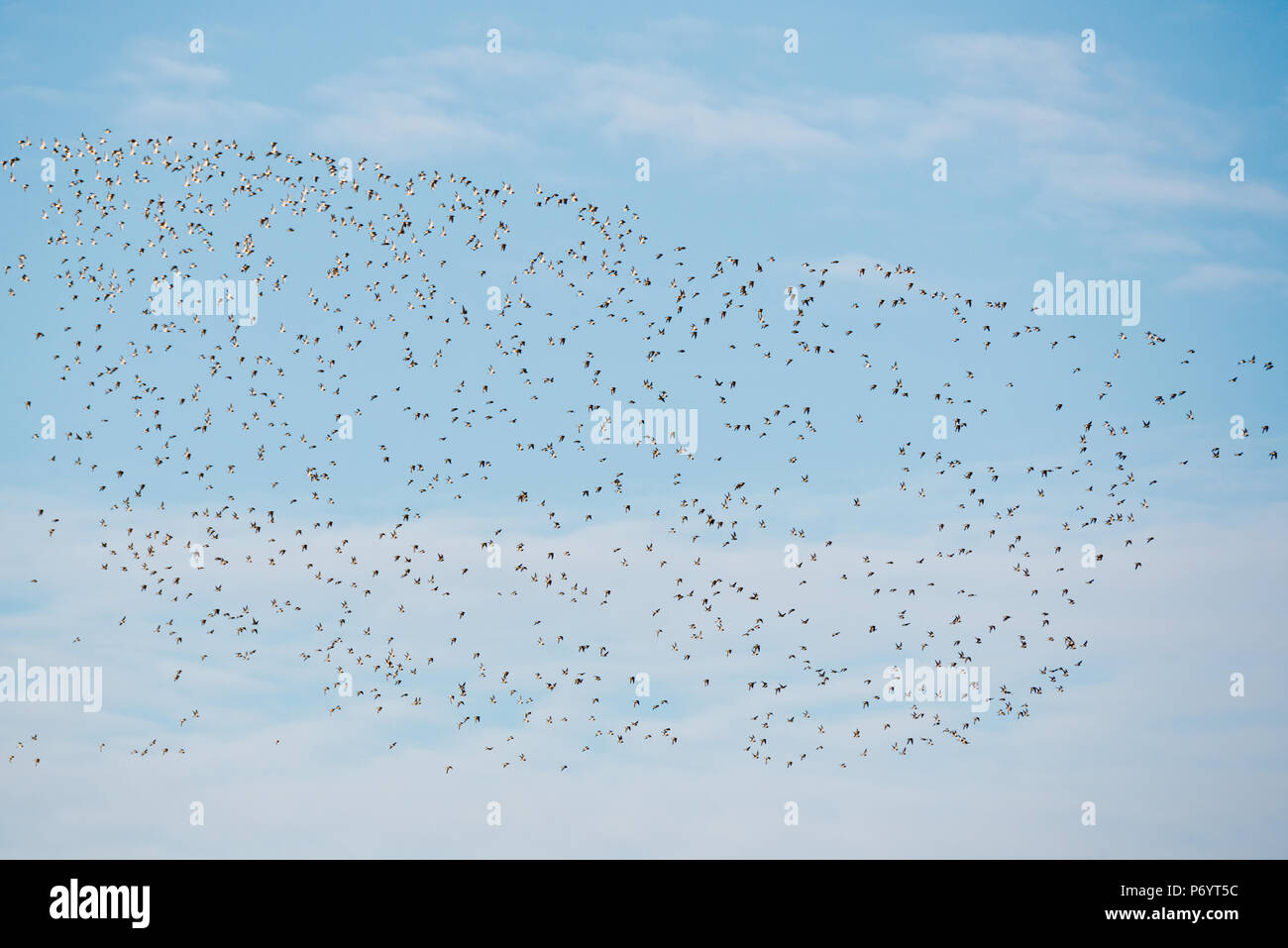 Flocks of waterfowl in flight over PSPB Nature Reserve at West Sedge Moor on the Somerset Levels during their Big Wetland Duck Watch Stock Photo