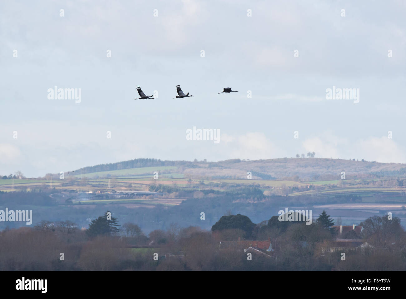 Three Cranesin flight over PSPB Nature Reserve at West Sedge Moor on the Somerset Levels during their Big Wetland Duck Watch Stock Photo